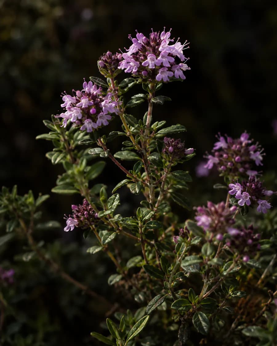 Smulkūs violetiniai čiobrelio žiedai